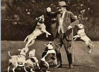 Historie Stafordšírského bulteriéra v obrazech 37 Historie Stafordšírského bulteriéra v obrazech ad377347847995a47d805a09939b6aeb