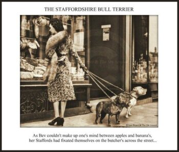 Historie Stafordšírského bulteriéra v obrazech 38 Historie Stafordšírského bulteriéra v obrazech b40869dcd678cd7abcfb0fc0c1fe9474