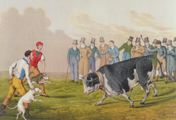 Historie Stafordšírského bulteriéra v obrazech 6 Historie Stafordšírského bulteriéra v obrazech bull baiting henry thomas alken