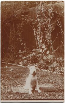 Historie Stafordšírského bulteriéra v obrazech 72 Historie Stafordšírského bulteriéra v obrazech bullterrier8 1