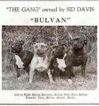 Historie Stafordšírského bulteriéra v obrazech 39 Historie Stafordšírského bulteriéra v obrazech d8afc6a48adb42eec460d616fec53662