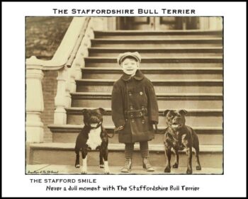 Historie Stafordšírského bulteriéra v obrazech 40 Historie Stafordšírského bulteriéra v obrazech e5b60f051cb953c1d21418547feb023f