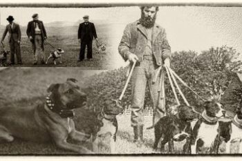 Historie Stafordšírského bulteriéra v obrazech 44 Historie Stafordšírského bulteriéra v obrazech featuredimg history 360x240 1