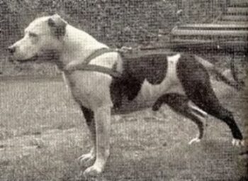 Historie Stafordšírského bulteriéra v obrazech 47 Historie Stafordšírského bulteriéra v obrazech gentleman jim 1937 brindle mick x triton judy 5