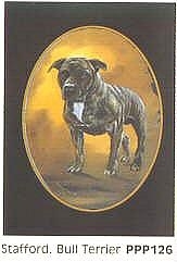 Historie Stafordšírského bulteriéra v obrazech 84 Historie Stafordšírského bulteriéra v obrazech history staffordshire bull terrier106