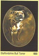 Historie Stafordšírského bulteriéra v obrazech 85 Historie Stafordšírského bulteriéra v obrazech history staffordshire bull terrier108
