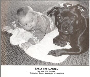 Historie Stafordšírského bulteriéra v obrazech 76 Historie Stafordšírského bulteriéra v obrazech history staffordshire bull terrier23 1