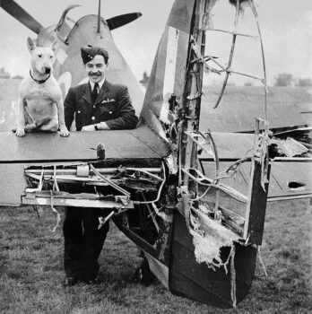 Historie Stafordšírského bulteriéra v obrazech 70 Historie Stafordšírského bulteriéra v obrazech history staffordshire bull terrier46 1