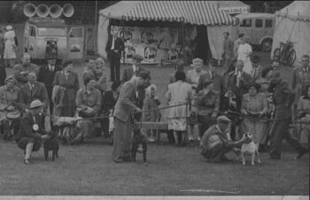 Historie Stafordšírského bulteriéra v obrazech 80 Historie Stafordšírského bulteriéra v obrazech history staffordshire bull terrier89 1