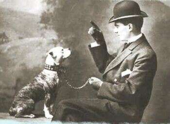 Historie Stafordšírského bulteriéra v obrazech 81 Historie Stafordšírského bulteriéra v obrazech history staffordshire bull terrier94 1