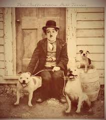 Historie Stafordšírského bulteriéra v obrazech 58 Historie Stafordšírského bulteriéra v obrazech images 11