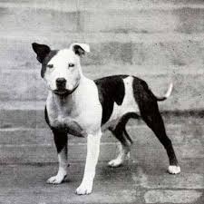Historie Stafordšírského bulteriéra v obrazech 53 Historie Stafordšírského bulteriéra v obrazech images 6