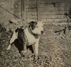 Historie Stafordšírského bulteriéra v obrazech 54 Historie Stafordšírského bulteriéra v obrazech images 7