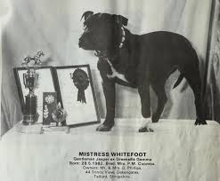 Historie Stafordšírského bulteriéra v obrazech 55 Historie Stafordšírského bulteriéra v obrazech images 8