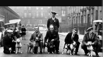 Historie Stafordšírského bulteriéra v obrazech 60 Historie Stafordšírského bulteriéra v obrazech img 5099