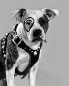 Historie Stafordšírského bulteriéra v obrazech 66 Historie Stafordšírského bulteriéra v obrazech s l1200 1