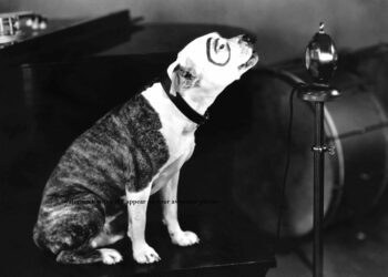 Historie Stafordšírského bulteriéra v obrazech 67 Historie Stafordšírského bulteriéra v obrazech s l1200