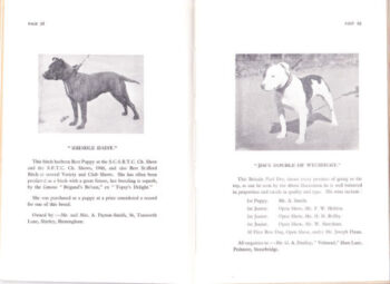 Historie Stafordšírského bulteriéra v obrazech 83 Historie Stafordšírského bulteriéra v obrazech s l500 1