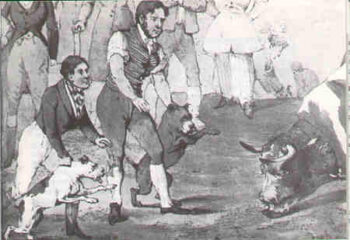 Historie Stafordšírského bulteriéra v obrazech 68 Historie Stafordšírského bulteriéra v obrazech staffordshire bull terrier history 2