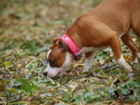 Staffordshire Bull Terrier de Orphanus