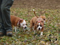 Staffordshire Bull Terrier de Orphanus