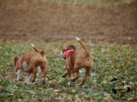 Staffordshire Bull Terrier de Orphanus