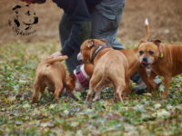 Staffordshire Bull Terrier