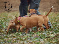 Staffordshire Bull Terrier