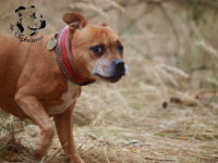 Staffordshire Bull Terrier