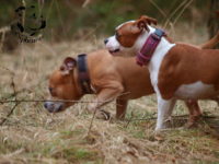 Staffordshire Bull Terrier