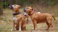 Staffordshire bull terrier gallery