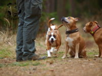 Staffordshire Bull Terrier