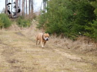 Staffordshire Bull Terrier