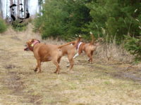 Staffordshire Bull Terrier