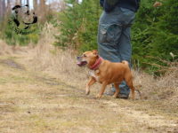 Staffordshire Bull Terrier