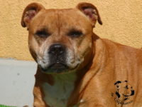 Quatma Fransimo Bohemia 11 years living in kennel de Orphanus