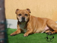 Quatma Fransimo Bohemia 11 years living in kennel de Orphanus