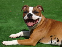 Staffordshire Bull Terrier