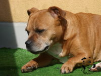 Staffordshire Bull Terrier