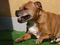 Staffordshire Bull Terrier