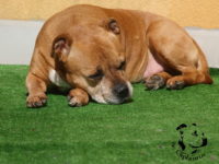 Staffordshire Bull Terrier