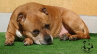 Staffordshire Bull Terrier