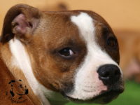 Staffordshire Bull Terrier