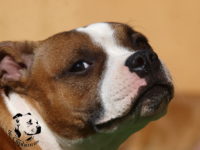 Staffordshire Bull Terrier