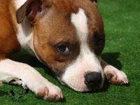 Staffordshire Bull Terrier