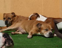 Staffordshire Bull Terrier