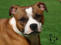 Staffordshire Bull Terrier