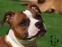 Staffordshire Bull Terrier