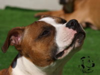 Staffordshire Bull Terrier