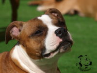 Staffordshire Bull Terrier